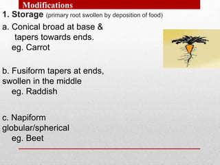 1. Storage (primary root swollen by deposition of food)
a. Conical broad at base &
tapers towards ends.
eg. Carrot
b. Fusiform tapers at ends,
swollen in the middle
eg. Raddish
c. Napiform
globular/spherical
eg. Beet
Modifications
 