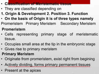 • Classification of Meristematic tissue
• They are classified depending on
• On the basis of Origin it is of three types namely
Primary Meristem
1. Origin & Development 2. Position 3. Function
Promeristem Secondary Meristem
• Cells representing primary stage of meristematic
tissue.
• Occupies small area at the tip in the embryonic stage
• Gives rise to primary meristem
• Originate from promeristem, exist right from begining
• Actively dividing, forms primary permanent tissues
• Present at the apices
Primary Meristem
Promeristem
 