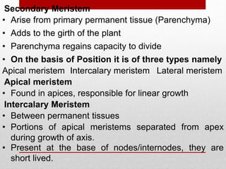 • Arise from primary permanent tissue (Parenchyma)
• Adds to the girth of the plant
• Parenchyma regains capacity to divide
Secondary Meristem
• On the basis of Position it is of three types namely
Intercalary meristem
Apical meristem Lateral meristem
• Found in apices, responsible for linear growth
• Between permanent tissues
• Portions of apical meristems separated from apex
during growth of axis.
Intercalary Meristem
Apical meristem
• Present at the base of nodes/internodes, they are
short lived.
 
