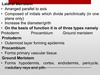 • Arranged parallel to axis
• Composed of initials which divide periclinically (in one
plane only)
Lateral Meristem
• Increase the diameter/girth
• On the basis of function it is of three types namely
Procambium
Protoderm Ground meristem
• Outermost layer forming epidermis
• Forms primary vascular tissue
Procambium
Protoderm
• Forms hypodermis, cortex, endodermis, pericycle,
medullary rays and pith.
Ground Meristem
 