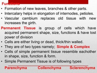 • Formation of new leaves, branches & other parts.
• Intercalary helps in elongation of internodes, petioles.
Functions
• Vascular cambium replaces old tissue with new
increases the girth.
Permanent Tissue is group of cells which have
acquired permanent shape, size, functions & have lost
power of division
• Cells are either living or dead, thick/thin walled.
• They are of two types namely; Simple & Complex
• Simple Permanent Tissue is of following types
Parenchyma
• Cells of simple permanent tissue resemble eachother
in shape, size, function & form.
Collenchyma Sclerenchyma
 