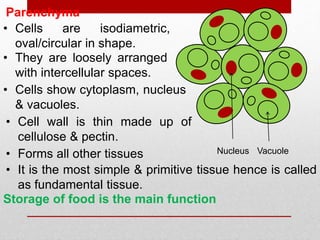 • Cells are isodiametric,
oval/circular in shape.
• They are loosely arranged
with intercellular spaces.
Parenchyma
• Cells show cytoplasm, nucleus
& vacuoles.
• Cell wall is thin made up of
cellulose & pectin.
• It is the most simple & primitive tissue hence is called
as fundamental tissue.
• Forms all other tissues Nucleus Vacuole
Storage of food is the main function
 