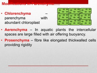 • Chlorenchyma –
parenchyma with
abundant chloroplast
• Aerenchyma – In aquatic plants the intercellular
spaces are large filled with air offering buoyancy.
Modifications in Parenchyma…..
• Prosenchyma – fibre like elongated thickwalled cells
providing rigidity
 