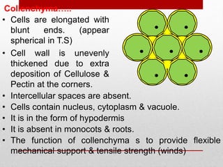 • Cells are elongated with
blunt ends. (appear
spherical in T.S)
Collenchyma…..
• Cell wall is unevenly
thickened due to extra
deposition of Cellulose &
Pectin at the corners.
• Intercellular spaces are absent.
• Cells contain nucleus, cytoplasm & vacuole.
• It is in the form of hypodermis
• It is absent in monocots & roots.
• The function of collenchyma s to provide flexible
mechanical support & tensile strength (winds)
 