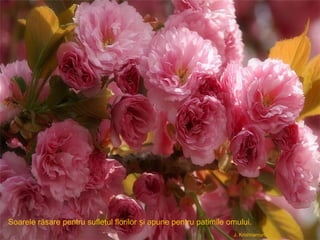 Soarele răsare pentru sufletul florilor i apune pentru patimile omului.ș
J. Krishnamurti
 