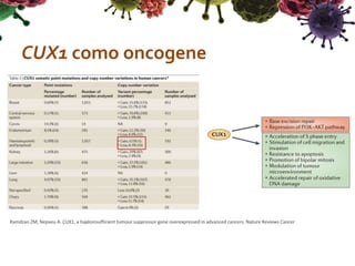 CUX1 como oncogene
Ramdzan ZM, Nepveu A. CUX1, a haploinsufficient tumour suppressor gene overexpressed in advanced cancers. Nature Reviews Cancer
 