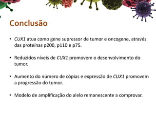 Conclusão
• CUX1 atua como gene supressor de tumor e oncogene, através
das proteínas p200, p110 e p75.
• Reduzidos níveis de CUX1 promovem o desenvolvimento do
tumor.
• Aumento do número de cópias e expressão de CUX1 promovem
a progressão do tumor.
• Modelo de amplificação do alelo remanescente a comprovar.
 