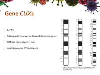 Gene CUX1
• 7q22.1
• Ortólogo do gene cut da Drosophila melanogaster
• CUT-like homeobox 1 – cux1
• Implicado como GST/oncogene
http://atlasgeneticsoncology.org/ISCN09/Chrom
7ISCN09.html
 