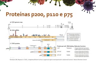 Proteínas p200, p110 e p75
Ramdzan ZM, Nepveu A. CUX1, a haploinsufficient tumour suppressor gene overexpressed in advanced cancers. Nature Reviews Cancer
 