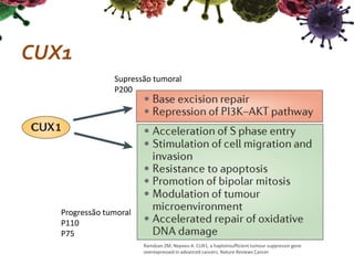 CUX1
Ramdzan ZM, Nepveu A. CUX1, a haploinsufficient tumour suppressor gene
overexpressed in advanced cancers. Nature Reviews Cancer
Progressão tumoral
P110
P75
Supressão tumoral
P200
 