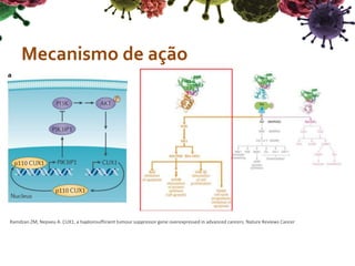 Mecanismo de ação
Ramdzan ZM, Nepveu A. CUX1, a haploinsufficient tumour suppressor gene overexpressed in advanced cancers. Nature Reviews Cancer
 