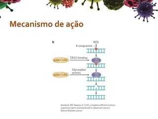 Mecanismo de ação
Ramdzan ZM, Nepveu A. CUX1, a haploinsufficient tumour
suppressor gene overexpressed in advanced cancers.
Nature Reviews Cancer
 