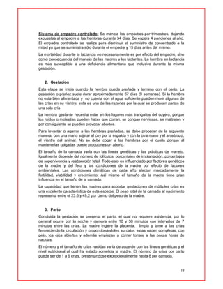 19
Sistema de empadre controlado: Se maneja los empadres por trimestres, dejando
expuestas al empadre a las hembras durante 34 días. Se espera 4 pariciones al año.
El empadre controlado se realiza para disminuir el suministro de concentrado a la
mitad ya que se suministra sólo durante el empadre y 15 días antes del mismo.
La mortalidad durante la lactancia no necesariamente es por efecto del empadre, sino
como consecuencia del manejo de las madres y los lactantes. La hembra en lactancia
es más susceptible a una deficiencia alimentaria que inclusive durante la misma
gestación.
2. Gestación
Esta etapa se inicia cuando la hembra queda preñada y termina con el parto. La
gestación o preñez suele durar aproximadamente 67 días (9 semanas). Si la hembra
no esta bien alimentada y no cuenta con el agua suficiente pueden morir algunas de
las crías en su vientre, esta es una de las razones por la cual se producen partos de
una sola cría
La hembra gestante necesita estar en los lugares más tranquilos del cuyero, porque
los ruidos o molestias pueden hacer que corran, se pongan nerviosas, se maltraten y
por consiguiente se pueden provocar abortos.
Para levantar o agarrar a las hembras preñadas, se debe proceder de la siguiente
manera: con una mano sujetar al cuy por la espalda y con la otra mano y el antebrazo,
el vientre del animal. No se debe coger a las hembras por el cuello porque al
mantenerlas colgadas puede producirles un aborto.
El tamaño de la camada varía con las líneas genéticas y las prácticas de manejo.
Igualmente depende del número de folículos, porcentajes de implantación, porcentajes
de supervivencia y reabsorción fetal. Todo esto es influenciado por factores genéticos
de la madre y del feto y las condiciones de la madre por efecto de factores
ambientales. Las condiciones climáticas de cada año afectan marcadamente la
fertilidad, viabilidad y crecimiento. Así mismo el tamaño de la madre tiene gran
influencia en el tamaño de la camada.
La capacidad que tienen las madres para soportar gestaciones de múltiples crías es
una excelente característica de esta especie. El peso total de la camada al nacimiento
representa entre el 23.6 y 49,2 por ciento del peso de la madre.
3. Parto
Concluida la gestación se presenta el parto, el cual no requiere asistencia, por lo
general ocurre por la noche y demora entre 10 y 30 minutos con intervalos de 7
minutos entre las crías. La madre ingiere la placenta, limpia y lame a las crías
favoreciendo la circulación y proporcionándoles su calor, estas nacen completas, con
pelo, los ojos abiertos y además empiezan a comer forraje a las pocas horas de
nacidas.
El número y el tamaño de crías nacidas varía de acuerdo con las líneas genéticas y el
nivel nutricional al cual ha estado sometida la madre. El número de crías por parto
puede ser de 1 a 6 crías, presentándose excepcionalmente hasta 8 por camada.
 