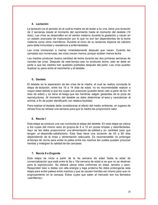20
4. Lactación
La lactación es el período en el cual la madre da de lactar a su cría, tiene una duración
de 2 semanas desde el momento del nacimiento hasta el momento del destete (14
días). Las crías se desarrollan en el vientre materno durante la gestación y nacen en
un estado avanzado de maduración por lo que no son tan dependientes de la leche
materna como otros mamíferos. Durante el inicio de su lactancia dispone de calostro
para darle inmunidad y resistencia a enfermedades.
Las crías comienzan a mamar inmediatamente después que nacen. Cuando las
camadas son numerosas, las crías crecen menos, porque reciben menos leche.
Las madres producen buena cantidad de leche durante las dos primeras semanas de
nacidas las crías. Después de este tiempo casi no producen leche, esto se debe en
parte a que las madres han quedado preñadas después del parto. Las crías pueden
duplicar su peso entre el nacimiento y el destete.
5. Destete
El destete es la separación de las crías de la madre, el cual se realiza concluida la
etapa de lactación, entre los 10 a 14 días de edad, no es recomendable realizar a
mayor edad debido a que los cuyes son precoces (pueden tener celo a partir de los 16
días de edad) y se tiene el riesgo que las hembras salgan gestantes de la poza de
reproductores. Al momento del destete se debe determinar el sexo y caracterizar al
animal, a fin de poder identificarlo con relativa facilidad.
Para realizar el destete debe considerarse el efecto del medio ambiente, en lugares de
climas fríos se retrasa una semana para que la madre les proporcione calor.
6. Recría I
Esta etapa se produce una vez concluida la etapa del destete. En esta etapa se coloca
a los cuyes del mismo sexo en grupos de 8 a 10 en pozas limpias y desinfectadas.
Aquí se les debe proporcionar una alimentación de calidad y en cantidad para que
tengan un desarrollo satisfactorio. Esta fase tiene una duración de 45 a 60 días
dependiendo de la línea y alimentación adecuada. Es recomendable no prolongar
el tiempo de recría para evitar la pelea entre los machos las cuales pueden provocar
heridas y malogran la calidad de las carcasas.
7. Recría II o Engorde
Esta etapa se inicia a partir de la 4a semana de edad hasta la edad de
comercialización que está entre la 9a o 10a semana de edad si es que no se destinan
para la reproducción. Se deberá ubicar lotes uniformes en edad, tamaño y sexo.
Responden bien a dietas con alta energía y baja proteína No debe prolongarse esta
etapa para evitar peleas entre machos y que se causen heridas así mismo para que no
engrosamiento en la carcaza. Estos cuyes que salen al mercado son los llamados
«parrilleros»;
 