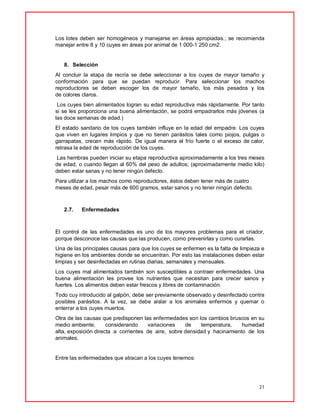 21
Los lotes deben ser homogéneos y manejarse en áreas apropiadas.; se recomienda
manejar entre 8 y 10 cuyes en áreas por animal de 1 000-1 250 cm2.
8. Selección
Al concluir la etapa de recría se debe seleccionar a los cuyes de mayor tamaño y
conformación para que se puedan reproducir. Para seleccionar los machos
reproductores se deben escoger los de mayor tamaño, los más pesados y los
de colores claros.
Los cuyes bien alimentados logran su edad reproductiva más rápidamente. Por tanto
si se les proporciona una buena alimentación, se podrá empadrarlos más jóvenes (a
las doce semanas de edad.)
El estado sanitario de los cuyes también influye en la edad del empadre. Los cuyes
que viven en lugares limpios y que no tienen parásitos tales como piojos, pulgas o
garrapatas, crecen más rápido. De igual manera el frío fuerte o el exceso de calor,
retrasa la edad de reproducción de los cuyes.
Las hembras pueden iniciar su etapa reproductiva aproximadamente a los tres meses
de edad, o cuando llegan al 60% del peso de adultos; (aproximadamente medio kilo)
deben estar sanas y no tener ningún defecto.
Para utilizar a los machos como reproductores, éstos deben tener más de cuatro
meses de edad, pesar más de 600 gramos, estar sanos y no tener ningún defecto.
2.7. Enfermedades
El control de las enfermedades es uno de los mayores problemas para el criador,
porque desconoce las causas que las producen, como prevenirlas y como curarlas.
Una de las principales causas para que los cuyes se enfermen es la falta de limpieza e
higiene en los ambientes donde se encuentran. Por esto las instalaciones deben estar
limpias y ser desinfectadas en rutinas diarias, semanales y mensuales.
Los cuyes mal alimentados también son susceptibles a contraer enfermedades. Una
buena alimentación les provee los nutrientes que necesitan para crecer sanos y
fuertes. Los alimentos deben estar frescos y libres de contaminación.
Todo cuy introducido al galpón, debe ser previamente observado y desinfectado contra
posibles parásitos. A la vez, se debe aislar a los animales enfermos y quemar o
enterrar a los cuyes muertos.
Otra de las causas que predisponen las enfermedades son los cambios bruscos en su
medio ambiente, considerando variaciones de temperatura, humedad
alta, exposición directa a corrientes de aire, sobre densidad y hacinamiento de los
animales.
Entre las enfermedades que atracan a los cuyes tenemos:
 