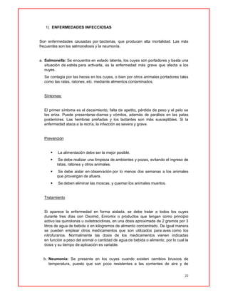 22
1) ENFERMEDADES INFECCIOSAS
Son enfermedades causadas por bacterias, que producen alta mortalidad. Las más
frecuentes son las salmonelosis y la neumonía.
a. Salmonella: Se encuentra en estado latente, los cuyes son portadores y basta una
situación de estrés para activarla, es la enfermedad más grave que afecta a los
cuyes.
Se contagia por las heces en los cuyes, o bien por otros animales portadores tales
como las ratas, ratones, etc. mediante alimentos contaminados.
Síntomas:
El primer síntoma es el decaimiento, falta de apetito, pérdida de peso y el pelo se
les eriza. Puede presentarse diarrea y vómitos, además de parálisis en las patas
posteriores. Las hembras preñadas y los lactantes son más susceptibles. Si la
enfermedad ataca a la recría, la infección es severa y grave.
Prevención
 La alimentación debe ser la mejor posible.
 Se debe realizar una limpieza de ambientes y pozas, evitando el ingreso de
ratas, ratones y otros animales.
 Se debe aislar en observación por lo menos dos semanas a los animales
que provengan de afuera.
 Se deben eliminar las moscas, y quemar los animales muertos.
Tratamiento
Si aparece la enfermedad en forma aislada, se debe tratar a todos los cuyes
durante tres días con Oxomid, Enromix o productos que tengan como principio
activo las quinolonas u oxitetraciclinas, en una dosis aproximada de 2 gramos por 3
litros de agua de bebida o en kilogramos de alimento concentrado. De igual manera
se pueden emplear otros medicamentos que son utilizados para aves como los
nitrofuranos. Normalmente las dosis de los medicamentos vienen indicadas
en función a peso del animal o cantidad de agua de bebida o alimento, por lo cual la
dosis y su tiempo de aplicación es variable.
b. Neumonía: Se presenta en los cuyes cuando existen cambios bruscos de
temperatura, puesto que son poco resistentes a las corrientes de aire y de
 