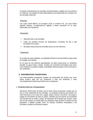 23
humedad. Normalmente los animales mal alimentados y débiles son los primeros
en enfermar. El contagio de esta enfermedad es principalmente por contacto con
los animales enfermos.
Síntomas:
Los cuyes tienen fiebre y se encogen como si tuvieran frío. Los ojos tienen
aspecto vidrioso. La respiración es agitada y tienen secreción en la nariz,
estornudan con frecuencia.
Prevención:
 Alimentar bien a los animales.
 Evitar los cambios bruscos de temperatura, corrientes de aire a alta
humedad en la cuyera.
 No deben estar juntos los animales sanos con los enfermos.
Tratamiento
Si se trata de casos aislados, es preferible eliminar al animal enfermo para evitar
el contagio a los demás.
En el caso de una afección generalizada, se debe proporcionar un antibiótico
disuelto en agua limpia y fresca. Pueden ser productos formulados para aves,
como también se pueden emplear inyectables intramusculares como el oxi-plus u
otro antibiótico.
2) ENFERMEDADES PARASITARIAS
Las enfermedades parasitarias pueden ser producidas por bichos que viven
sobre la piel o pelo del cuy (externos) o bien por lombrices y otros
microorganismos (internos) al interior de su organismo.
a. Parásitos Externos o Ectoparásitos
Ocasionan disminución de peso y por lo tanto menor producción, puesto que no
hay un buen desarrollo de los animales. Los parásitos externos que atacan con
más frecuencia a los cuyes son: pulgas, piojos, ácaros y chinches. Los piojos y
pulgas se encuentran en todo el cuerpo, mientras que los ácaros se encuentran
casi siempre por el cuello y orejas. Se alimentan de la sangre que chupan, razón
por la cual cuando un animal está muy infestado, baja de peso e incluso los más
pequeños o débiles pueden morir. El escozor mantiene intranquilos a los
animales y el pelo se encuentra erizado.
 