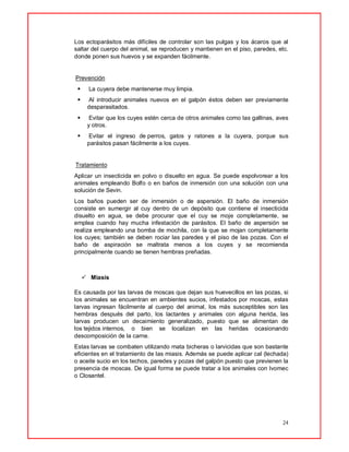 24
Los ectoparásitos más difíciles de controlar son las pulgas y los ácaros que al
saltar del cuerpo del animal, se reproducen y mantienen en el piso, paredes, etc.
donde ponen sus huevos y se expanden fácilmente.
Prevención
 La cuyera debe mantenerse muy limpia.
 Al introducir animales nuevos en el galpón éstos deben ser previamente
desparasitados.
 Evitar que los cuyes estén cerca de otros animales como las gallinas, aves
y otros.
 Evitar el ingreso de perros, gatos y ratones a la cuyera, porque sus
parásitos pasan fácilmente a los cuyes.
Tratamiento
Aplicar un insecticida en polvo o disuelto en agua. Se puede espolvorear a los
animales empleando Bolfo o en baños de inmersión con una solución con una
solución de Sevin.
Los baños pueden ser de inmersión o de aspersión. El baño de inmersión
consiste en sumergir al cuy dentro de un depósito que contiene el insecticida
disuelto en agua, se debe procurar que el cuy se moje completamente, se
emplea cuando hay mucha infestación de parásitos. El baño de aspersión se
realiza empleando una bomba de mochila, con la que se mojan completamente
los cuyes; también se deben rociar las paredes y el piso de las pozas. Con el
baño de aspiración se maltrata menos a los cuyes y se recomienda
principalmente cuando se tienen hembras preñadas.
 Miasis
Es causada por las larvas de moscas que dejan sus huevecillos en las pozas, si
los animales se encuentran en ambientes sucios, infestados por moscas, estas
larvas ingresan fácilmente al cuerpo del animal, los más susceptibles son las
hembras después del parto, los lactantes y animales con alguna herida, las
larvas producen un decaimiento generalizado, puesto que se alimentan de
los tejidos internos, o bien se localizan en las heridas ocasionando
descomposición de la carne.
Estas larvas se combaten utilizando mata bicheras o larvicidas que son bastante
eficientes en el tratamiento de las miasis. Además se puede aplicar cal (lechada)
o aceite sucio en los techos, paredes y pozas del galpón puesto que previenen la
presencia de moscas. De igual forma se puede tratar a los animales con Ivomec
o Closantel.
 