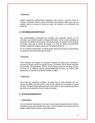 27
Tratamiento
Existen diferentes medicamentos utilizados para ovinos y vacunos, como el
Fasinex, Prosantel, Closal y otros formulados para ganado mayor, pero que se
pueden aplicar a cuyes en dosis por peso, de acuerdo a la indicación del
producto.
3) ENFERMEDADES MICÓTICAS
Son enfermedades producidas por hongos, que producen sarnas en los
animales, que también pueden contagiar al hombre. En las zonas afectadas se
presenta una especie de escamas y se pierde el pelo. El escozor que le produce
el hongo, hace que el animal se rasque y su piel se inflame, provocándole
heridas y finalmente costras que le dan mal aspecto al animal.
Si no se trata la enfermedad, el animal decae, disminuye de peso. Al sacrificarse
se observan unas manchas rojas en la piel.
Prevención
Para controlar los hongos es necesario disponer de buena luz y ventilación,
porque los hongos crecen en lugares oscuros y húmedos. No se deben mantener
los animales, principalmente machos, mucho tiempo juntos en una poza, porque
al entrar en la madurez sexual (aproximadamente 45 días), se vuelven más
agresivos y es cuando se producen heridas al pelear.
Tratamiento
Para tratar los problemas micóticos, se debe frotar la parte afectada con una
mezcla de sulfato de cobre al 5% y yodo al 2%, diluidos en una parte por cuatro
de agua. También puede aplicarse yodo a las heridas u otros productos químicos
de venta en el mercado como el Fungil por ejemplo.
4) OTRAS ENFERMEDADES
 Conjuntivitis
Es una infección bacteriana en los ojos, ocasionada principalmente por la tierra,
suciedad y gases amoniacales de la orina. A veces también es consecuencia de
golpes, peleas dentro la poza u otras infecciones.
 