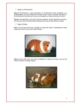 8
 Según su Conformación:
Tipo A.- Corresponde a cuyes mejorados, de conformación física semejante a un
paralelepípedo, con gran desarrollo muscular, tienen buena conversión alimenticia y
de temperamento tranquilo por lo que es considerado un clásico productor de carne.
Tipo B.- Corresponden a los cuyes de forma angulosa, escaso desarrollo muscular y
muy nervioso. Son de temperamento alterado por lo que se hace difícil su manejo.
 Según el Pelaje:
Tipo 1.- Es de pelo corto, lacio y pegado a lo largo del cuerpo. Considerado el mejor
productor de carne. Son los de mayor difusión.
Tipo 2.- Es de pelo corto, lacio pero arrosetado a lo largo del cuerpo y que por tal
motivo muestran un pelaje irregular.
 