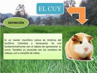 EL CUY
DEFINICIÓN
Es un roedor mamífero nativo de América del
Sur(Perú, Colombia y Venezuela). Se cría
fundamentalmente con el objeto de aprovechar su
carne. También es conocido con los nombres de
cobayo, curi y conejillo de indias.
 