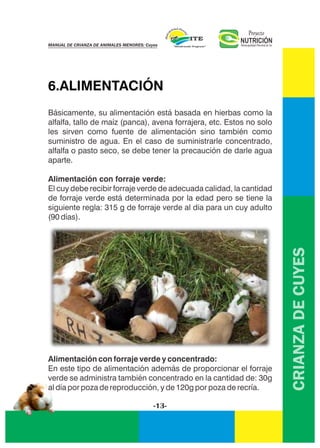 CRIANZADECUYES
6.ALIMENTACIÓN
-13-
NUTRICIÓNMunicipalidad Distrital de Ite
Proyecto
MANUAL DE CRIANZA DE ANIMALES MENORES: Cuyes
Básicamente, su alimentación está basada en hierbas como la
alfalfa, tallo de maíz (panca), avena forrajera, etc. Estos no solo
les sirven como fuente de alimentación sino también como
suministro de agua. En el caso de suministrarle concentrado,
alfalfa o pasto seco, se debe tener la precaución de darle agua
aparte.
Alimentación con forraje verde:
El cuy debe recibir forraje verde de adecuada calidad, la cantidad
de forraje verde está determinada por la edad pero se tiene la
siguiente regla: 315 g de forraje verde al dia para un cuy adulto
(90 días).
Alimentación con forraje verde y concentrado:
En este tipo de alimentación además de proporcionar el forraje
verde se administra también concentrado en la cantidad de: 30g
al día por poza de reproducción, y de 120g por poza de recría.
 