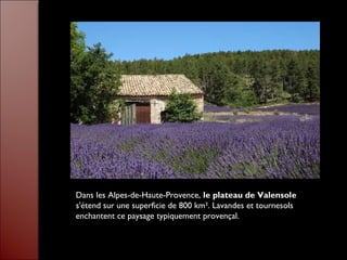 Dans les Alpes-de-Haute-Provence, le plateau de Valensole
s'étend sur une superficie de 800 km². Lavandes et tournesols
enchantent ce paysage typiquement provençal.
 