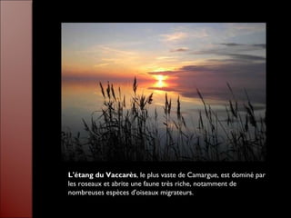 L'étang du Vaccarès, le plus vaste de Camargue, est dominé par
les roseaux et abrite une faune très riche, notamment de
nombreuses espèces d'oiseaux migrateurs.
 