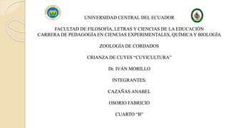 UNIVERSIDAD CENTRAL DEL ECUADOR
FACULTAD DE FILOSOFÍA, LETRAS Y CIENCIAS DE LA EDUCACIÓN
CARRERA DE PEDAGOGÍA EN CIENCIAS EXPERIMENTALES, QUÍMICA Y BIOLOGÍA
ZOOLOGÍA DE CORDADOS
CRIANZA DE CUYES “CUYICULTURA”
Dr. IVÁN MORILLO
INTEGRANTES:
CAZAÑAS ANABEL
OSORIO FABRICIO
CUARTO “B”
 