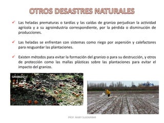 PROF. MARY SUASNÁBAR
 Las heladas prematuras o tardías y las caídas de granizo perjudican la actividad
agrícola y a su agroindustria correspondiente, por la pérdida o disminución de
producciones.
 Las heladas se enfrentan con sistemas como riego por aspersión y calefactores
para resguardar las plantaciones.
 Existen métodos para evitar la formación del granizo o para su destrucción, y otros
de protección como las mallas plásticas sobre las plantaciones para evitar el
impacto del granizo.
GRANIZO
HELADA
 