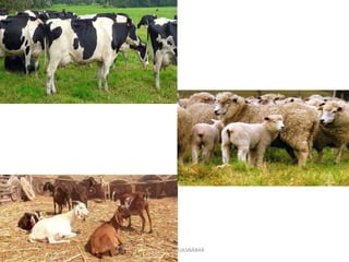 PROF. MARY SUASNÁBAR
 