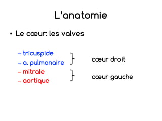 L’anatomie
• Le cœur: les valves
– tricuspide
– a. pulmonaire
– mitrale
– aortique
cœur droit
cœur gauche
 