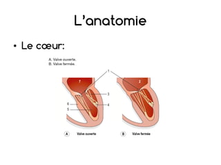 L’anatomie
• Le cœur:
 