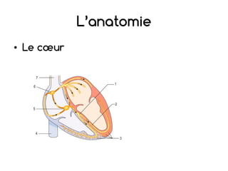 L’anatomie
• Le cœur
 