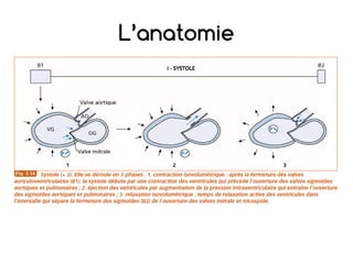 L’anatomie
• Le cœur: sa sitation
 