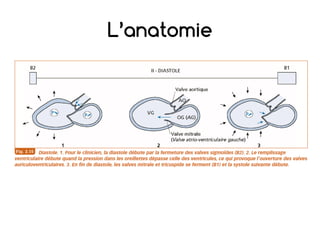 L’anatomie
• Le cœur: sa sitation
 