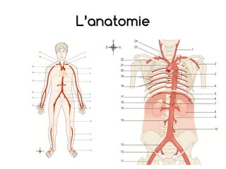 L’anatomie
 