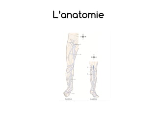 L’anatomie
 