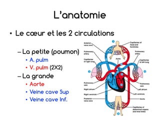 L’anatomie
• Le cœur et les 2 circulations
– La petite (poumon)
• A. pulm
• V. pulm (2X2)
– La grande
• Aorte
• Veine cave Sup
• Veine cave Inf.
 