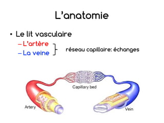 L’anatomie
• Le lit vasculaire
– L’artère
– La veine
réseau capillaire: échanges
 