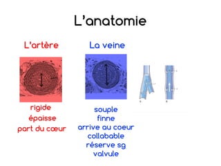 L’anatomie
L’artère La veine
rigide
épaisse
part du cœur
souple
finne
arrive au coeur
collabable
réserve sg
valvule
 