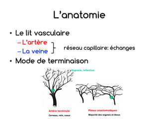 L’anatomie
• Le lit vasculaire
– L’artère
– La veine
• Mode de terminaison
réseau capillaire: échanges
 