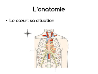 L’anatomie
• Le cœur: sa situation
 