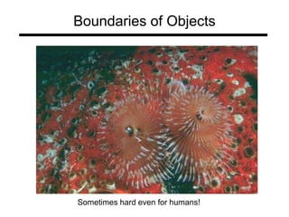 Boundaries of Objects
Sometimes hard even for humans!
 