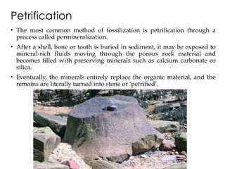 Comprehensive Guide to Minerals, Rocks, Fossils, and Stratigraphy ...