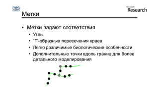 Метки

• Метки задают соответствия
  •   Углы
  •   `T’-образные пересечения краев
  •   Легко различимые биологические особенности
  •   Дополнительные точки вдоль границ для более
      детального моделирования
 