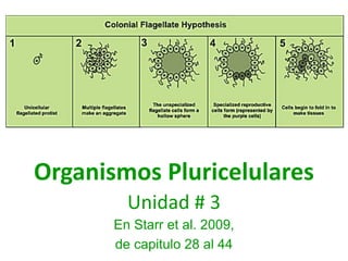 Organismos Pluricelulares
Unidad # 3
En Starr et al. 2009,
de capitulo 28 al 44
 