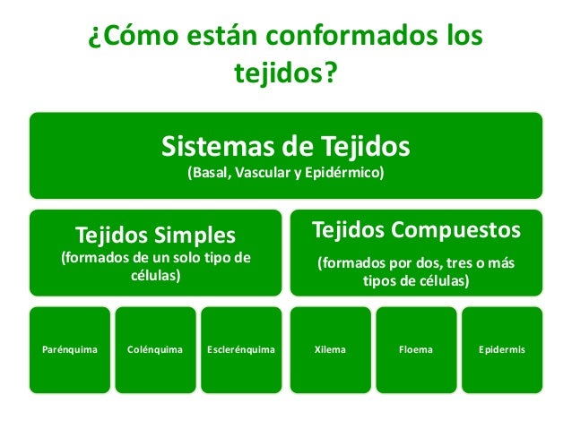 Cv 8 tejidos vegetales2015