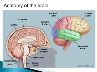 Anatomy of the brain
 