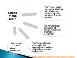 Lobes
of the
brain
The Frontal Lobe:
reasoning, planning,
part of speech,
problem solving,
judgment & motor
function.
The Parietal lobe:
perception of
stimuli, movement,
orientation,
recognition
The Temporal Lobe:
perception and
recognition of auditory
stimulation, memory
and speech
The Occipital
Lobe:
visual
processing
http://www.webmd.com/brain/picture-of-the-brain
 